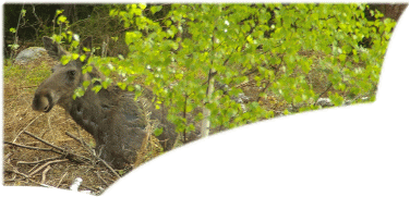 Banner_elch2_gif Banner_elch2_gif